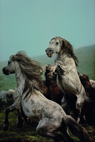 DAVID ALAN HARVEY, WILD HORSES, GALICE, ESPAGNE, 1977