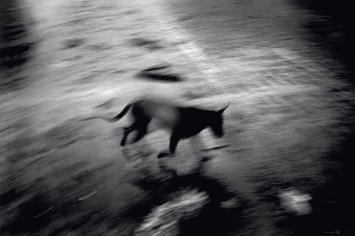 PAOLO PELLEGRIN, DOG AFTER TSUNAMI, SUMATRA, 2005