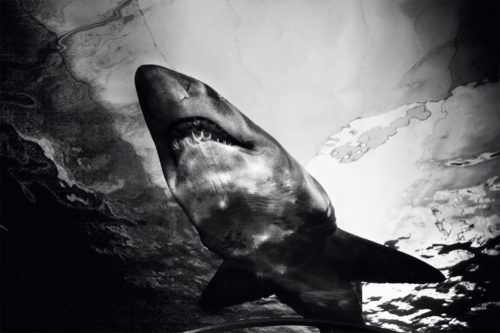 PAOLO PELLEGRIN, SHARK, SYDNEY, 2008