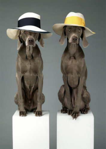 WILLIAM WEGMAN, HAT DOGS, 2013