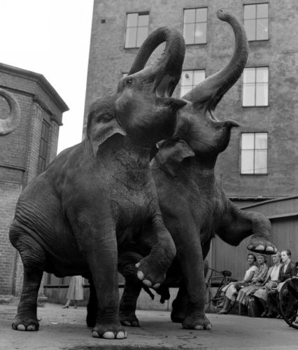 Les éléphants d’Oscar et Magarete Fischer, Cirkus Schuman, Copenhague, 1955