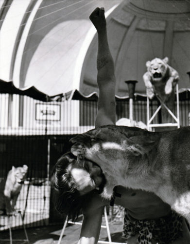 Le dompteur Manzano et les lions de Jeannette Mac Donald, Paris, 1952